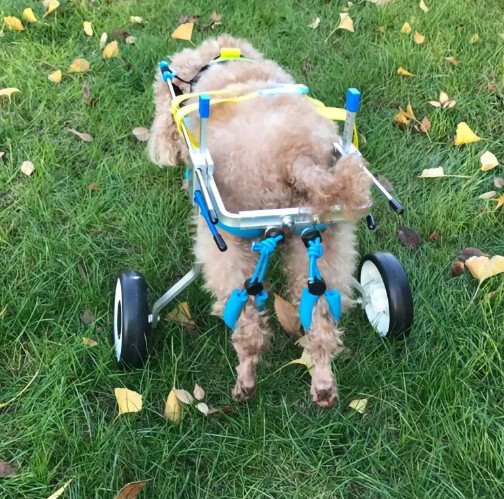  - Adjustable Dog Wheelchairs for Back Legs Paralyzed Dog